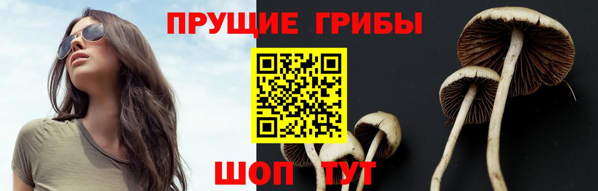 Галлюциногенные грибы Psilocybe  Вход с VPN  закладка  Пенза 